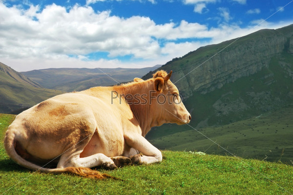 Cow on top of the hill in summer