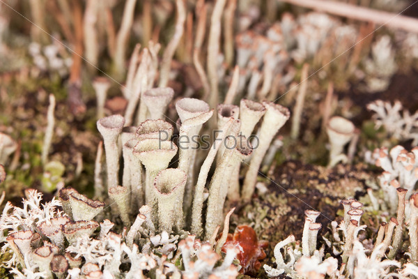Lichen - Cladonia grow in the forest - close-up
