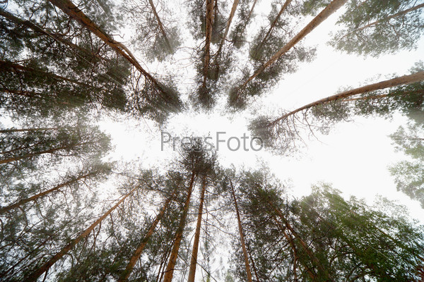 The bright sky in pine wood - an abstract composition