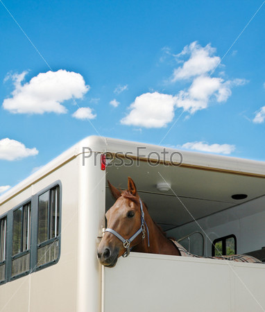 Horse in the van on bright summer day