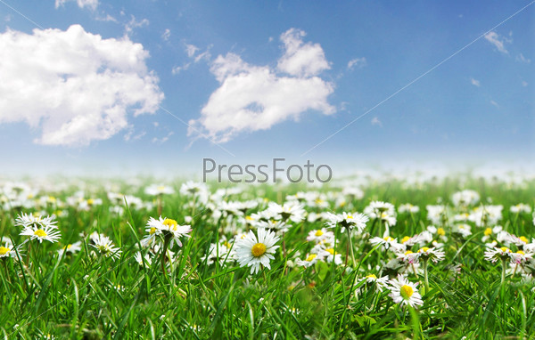 Field of daisies with bright sun on the sky