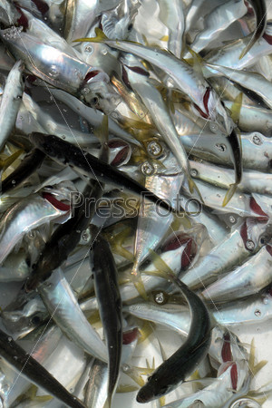 Closeup of container with small silver fish in water