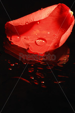 Closeup of red rose petal on dark glass background with water drops