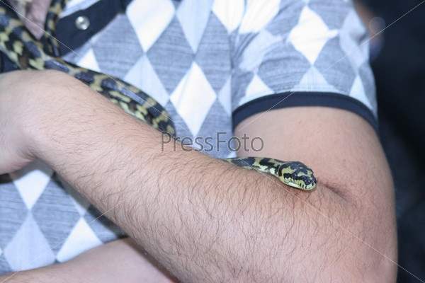 The image of tame snake on the man\'s hand. Focus is under snake head, stock photo