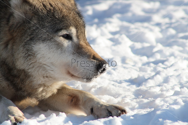 Closeup of wolf\'s muzzle on snow background with copy space