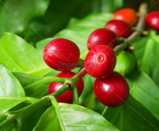 Branch of a coffee tree with ripe fruits
