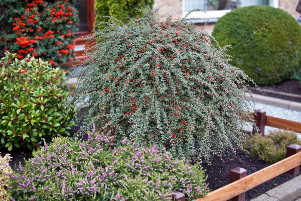 Small front garden with red berry bush