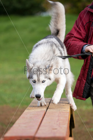 Dog breed Siberian Husky is on boards