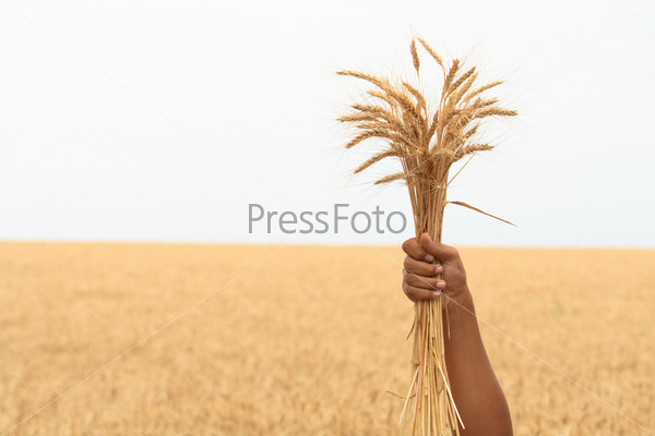 Human hand holding bunch of wheat ears on farm field background, stock photo