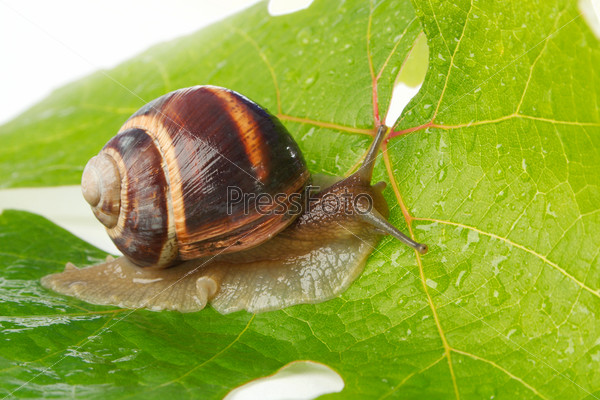 Grape snail on a sheet of a grapes in drops of a rain