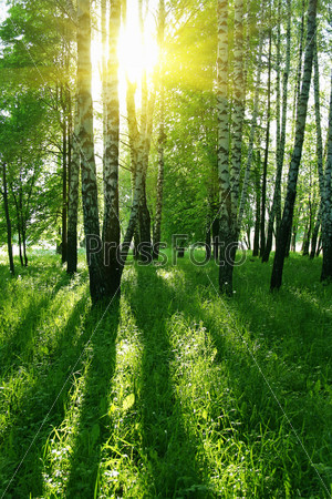 Birch trees with long shadows in summer forest, stock photo