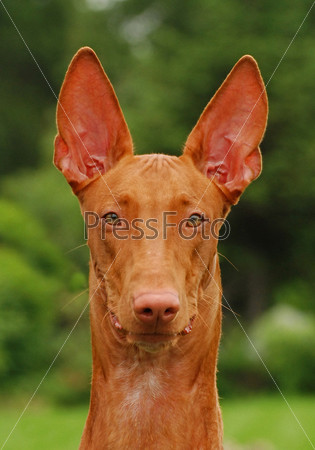 Pharaoh hound dog
