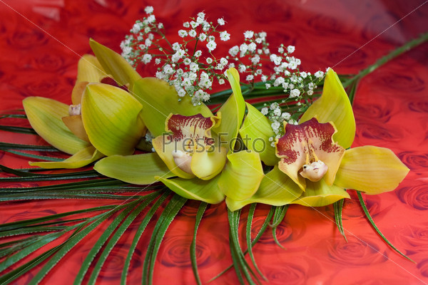 A beautiful bouquet of orchids on a contrasting red background