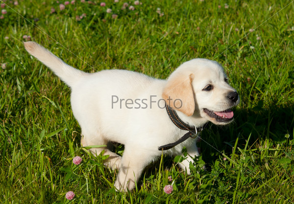 puppy - Our little friend on the green grass