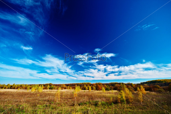 Beauty composition of meadow sky and trees, stock photo