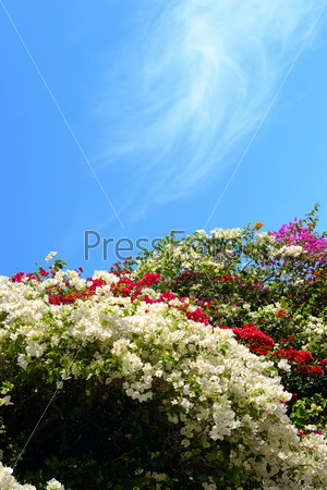 Beautiful Osteospermum flowers and sky with copy-space