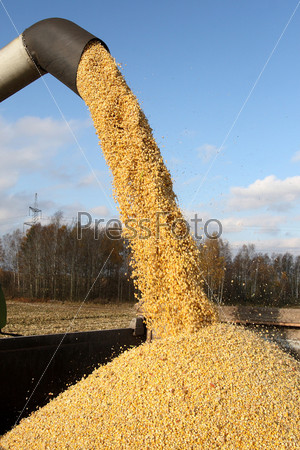 Combine harvesting a corn crop