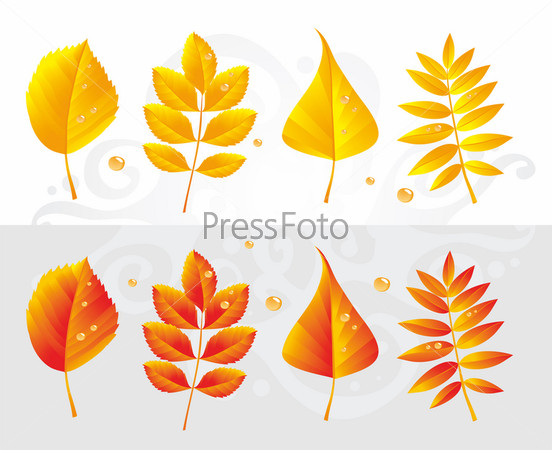 Autumn leaves of an aspen, ash-tree, birch and rowan-tree