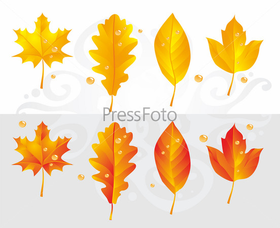 Autumn leaves of an aspen, ash-tree, birch and rowan-tree