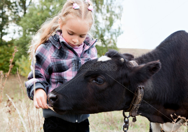 A girl feeds the cow