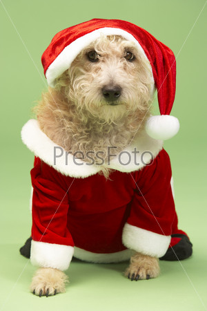 Собака в костюме Санта Клауса