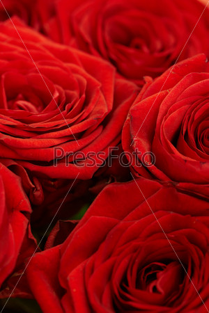 Several large red roses close up - background