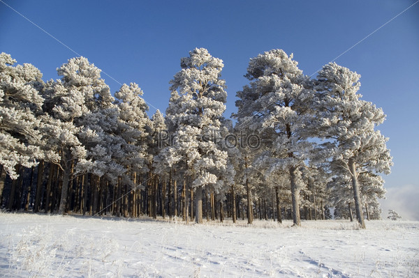 On a background of the light-blue sky there are a lot of trees in snow.