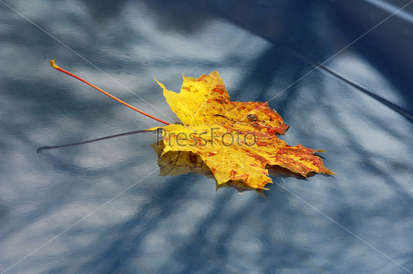 yellow maple leaf on blue car bonnet   bouquet of autumn flowers in basket isolated on white