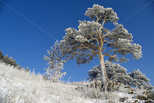 On a background of the light-blue sky a lonely tree in snow.