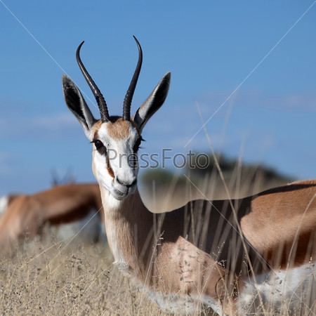 Portrait of an alert springbok