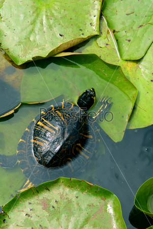 Small green turtle in pond