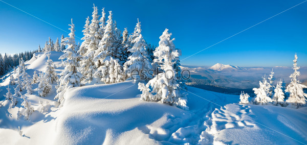 Morning winter calm mountain landscape with fir trees on slope (Carpathian Mountains, Ukraine). Two shots stitch image.