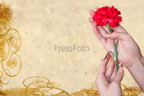 abstract scene of the flower carnation in feminine hand