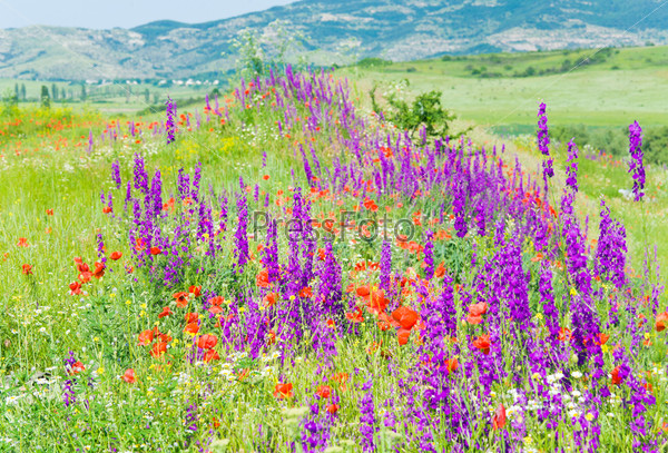 Beautiful summer mountain landscape with red poppy, white camomile and purple flowers.
