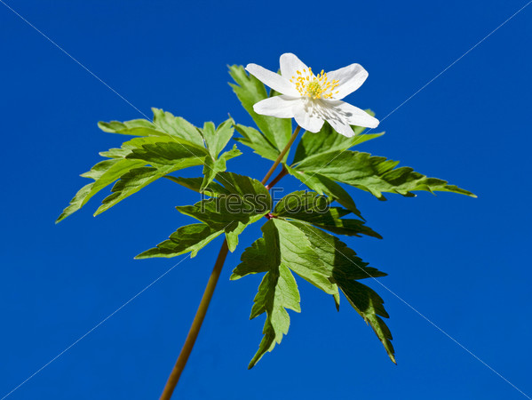 Spring blossoming anemone plant with  white flower on blue sky background