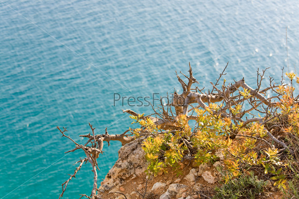 Evenins coast and sea water surface view with small crooked tree in front, stock photo