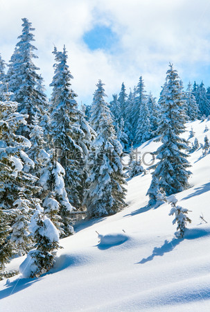 winter calm mountain landscape with beautiful fir trees  on slope (Carpathian Mountains, Ukraine)