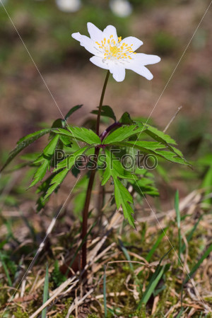 Blossoming anemone plant with  white flower in spring forest