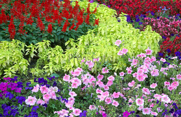 Blossoming colorful flowerbeds in summer city park