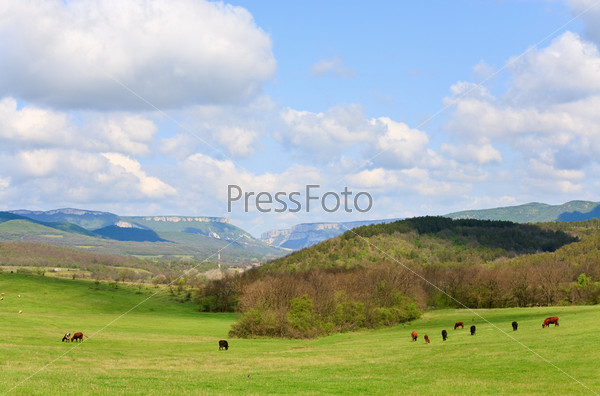 cow herd on mountain hill near village