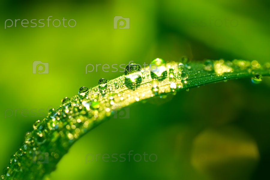 Green leaf with waterdrops after rain - Stock Image - Everypixel