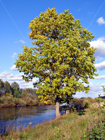 big oak near river