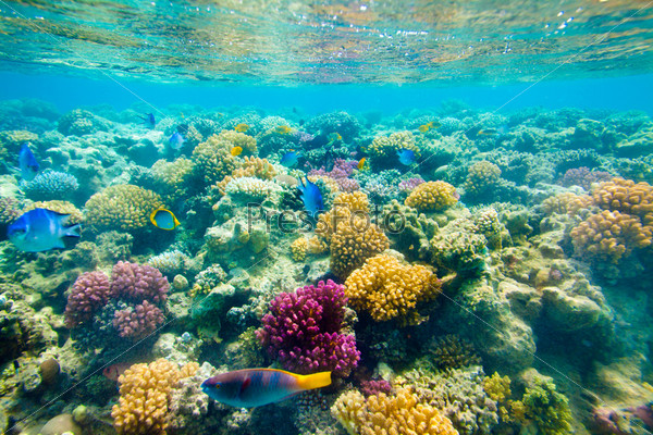 reef with a variety of hard and soft corals and tropical fish