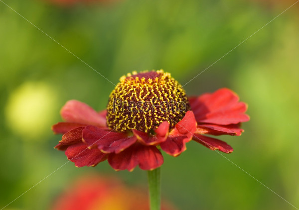 Beautiful flowers on green background