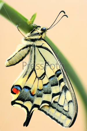 Swallowtail butterfly on a flower leaf, isolated on a brown background.