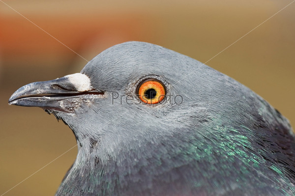 Pigeon head of profile in closeup