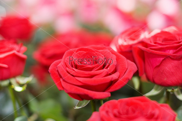 The big bouquet of red roses