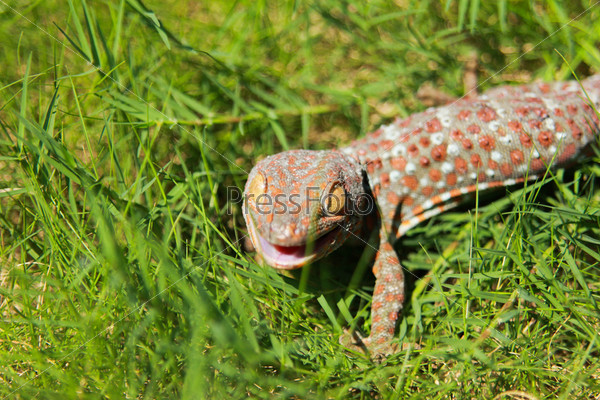 Токай геккон на зеленой траве