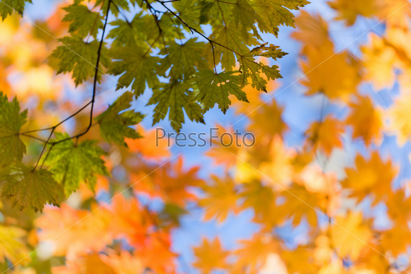 Autumn landscape. Bright colored maple leaves on the branches in the autumn forest.