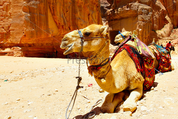 Two camels near Treasury temple at Petra (Al Khazneh), Jordan